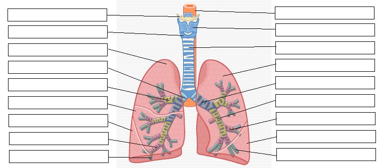 Respiratory Anatomy to Know capillary diagram 