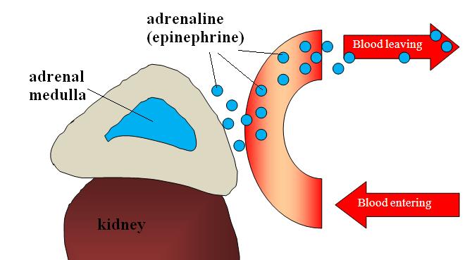 Untitled Document [www.raosyth.com]