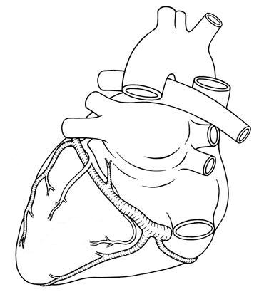 Cardiovascular Terms To Know