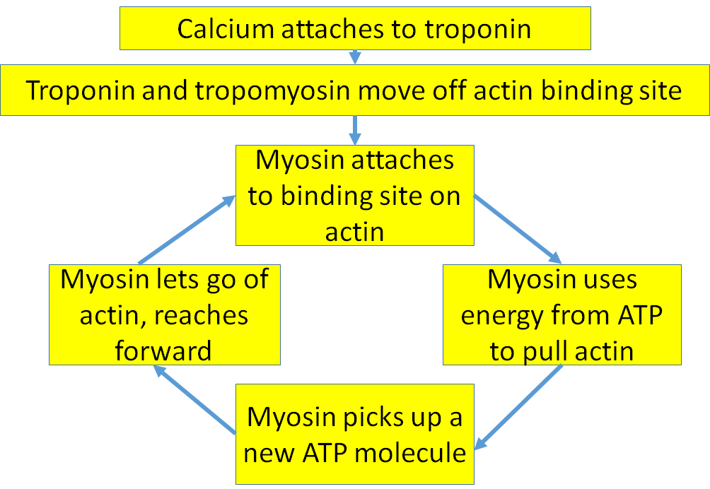 calcium attaches to troponin, so troponin and tropomyosin move off the actin binding sites. Myosin attaches to the binding sites and uses energy from ATP to pull the actin filaments toward the center of the sarcomere, shortening the sarcomere. Then each of the myosin cross-bridges picks up a new ATP molecule and lets go of the actin filament, reaching forward and grabbing it again to repeat the process.