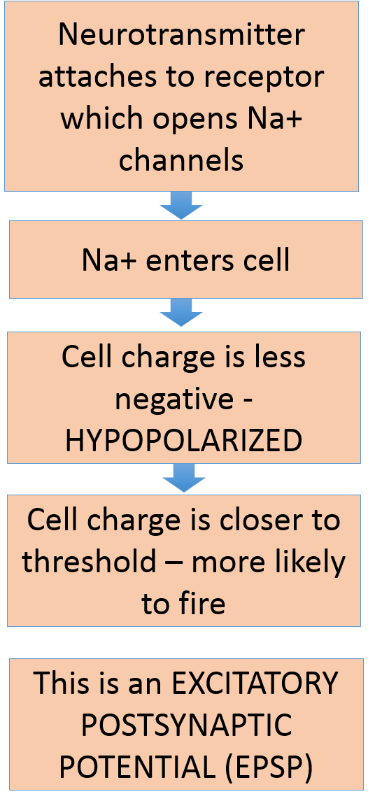 summary diagram of how an excitatory neurotransmitter can make a cell fire by opening Na+ channels