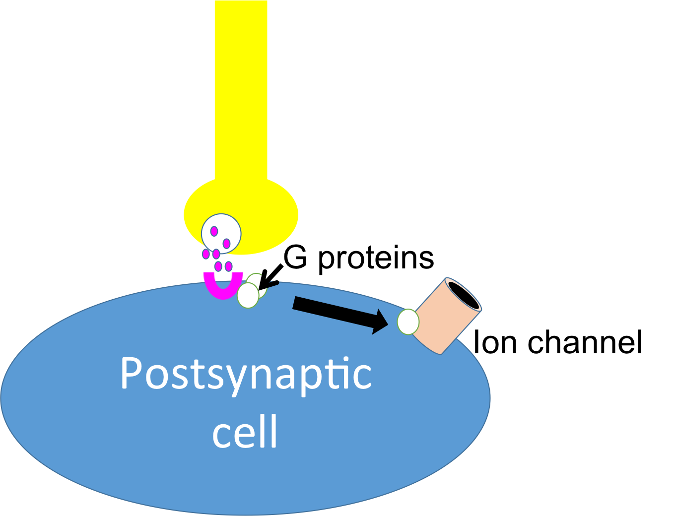 three panels. In the first, the receptor has a group of three small G-proteins beside it; in the second, a neurotransmitter has attached to the receptor and one of the G-proteins has begun to move toward the ion channel; in the third, the G-protein has reached the ion channel and made it open.