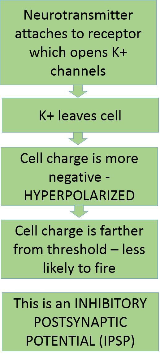 summary diagram of how an inhibitory neurotransmitter can make a cell less likely to fire by opening K+ channels