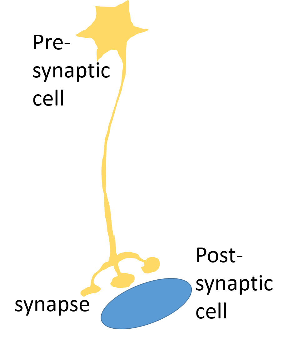 image of a neuron ending just above another cell. The neuron is labeled presynaptic, the other cell is labeled postsynaptic, and the place where they meet is labeled synapse.