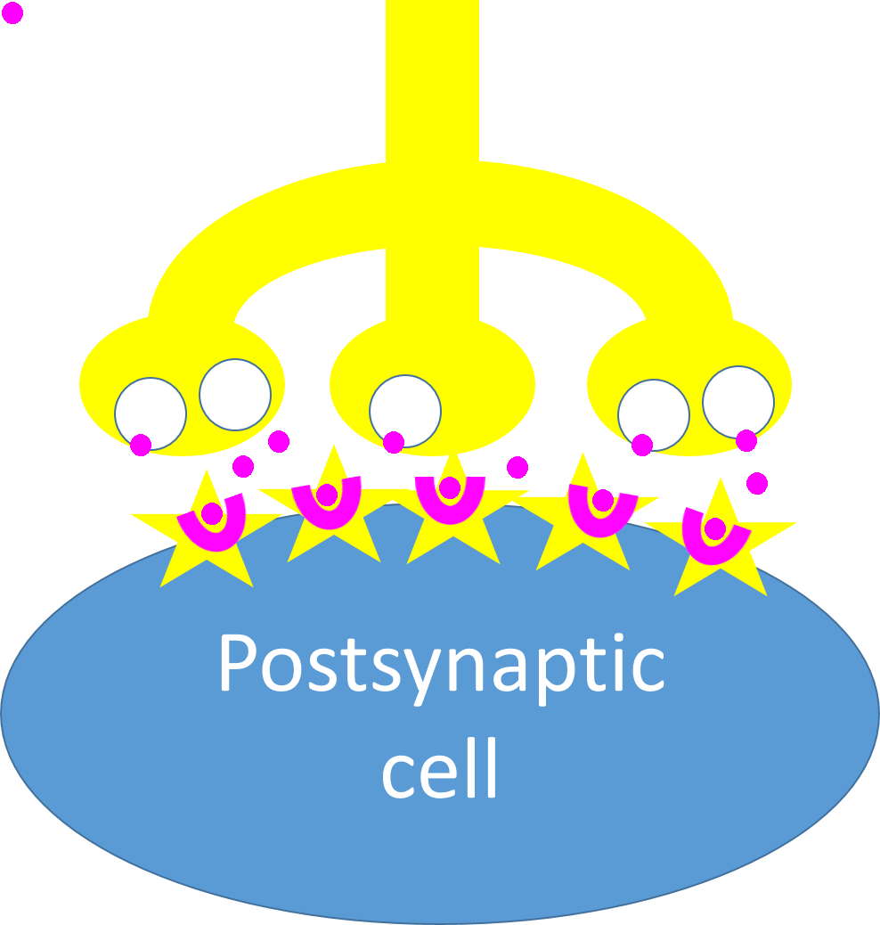 the same synapse, but now neurotransmitter molecules have landed on some of the receptors and made them respond.