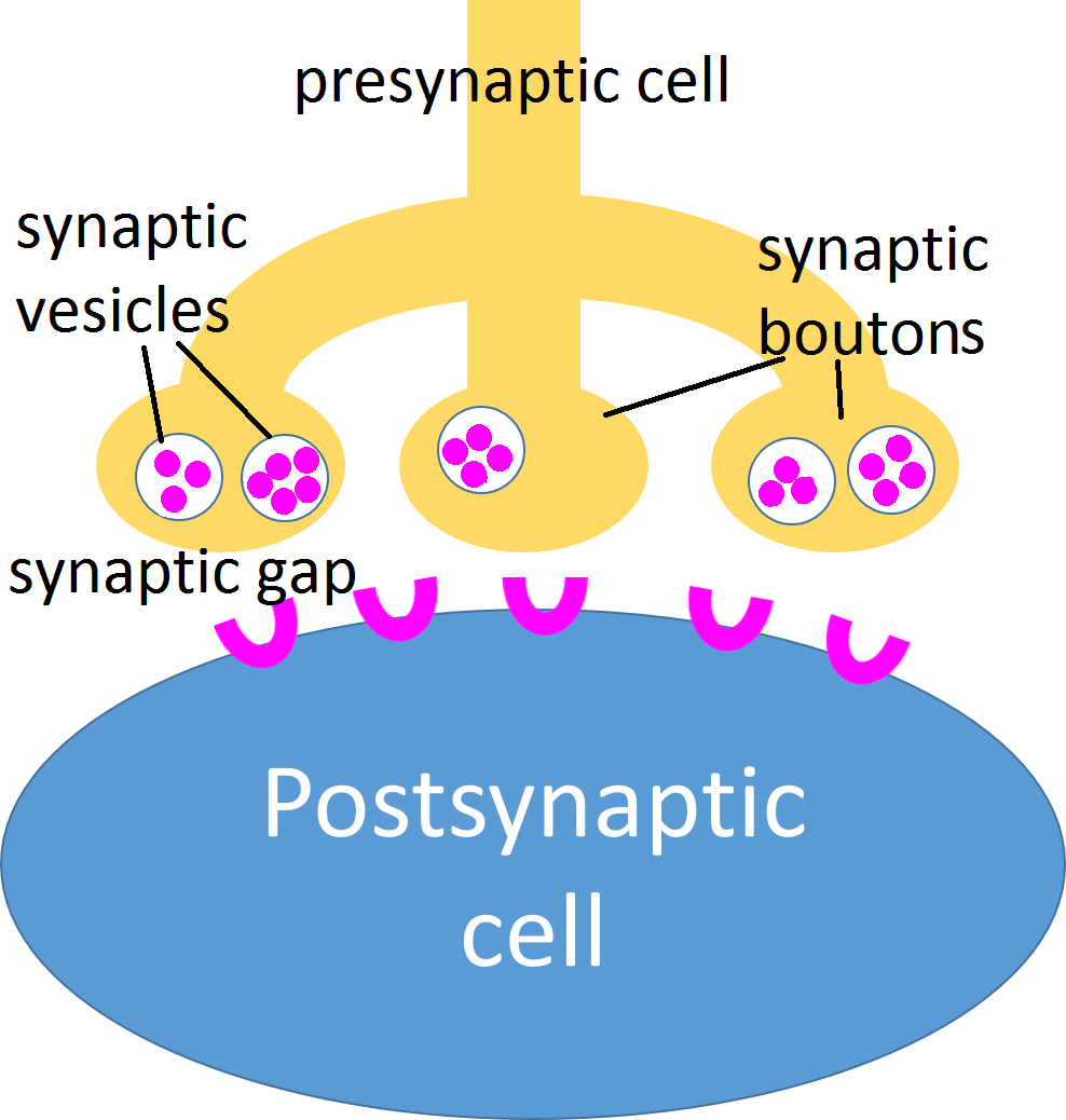 image of a nerve axon branching into three parts. Each part is rounded into a bulb at the end, and each bulb contains some little spheres filled with molecules.