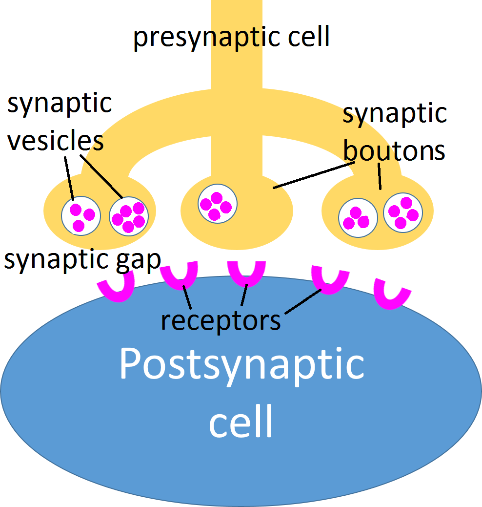 image of the branching axon. The postsynaptic cell is below it and has little protein 'cups' on its surface below all the synaptic boutons, just waiting to catch the neurotransmitter molecules when they are released.