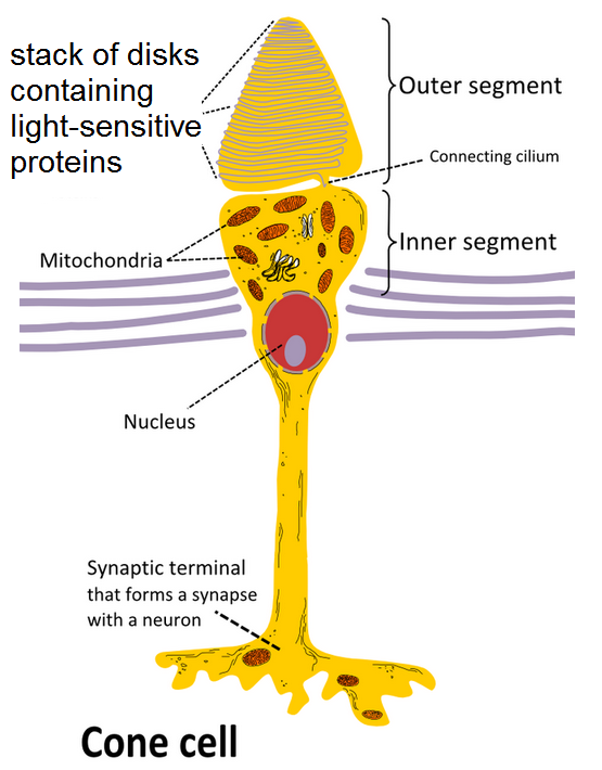 drawing of cone