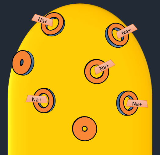 top of a rod cell showing open Na+ channels in the membrane.