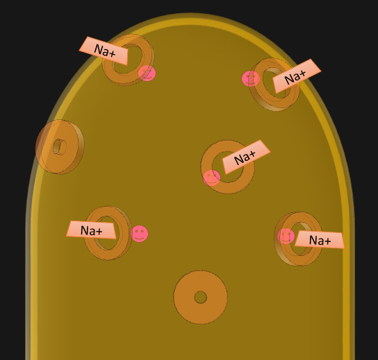 top of a rod cell showing open Na+ channels in the membrane and second messengers attached to them.