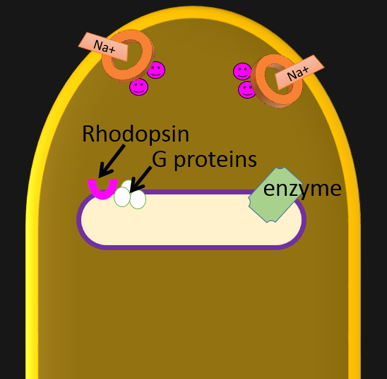 top of a rod cell showing open Na+ channels in the membrane, second messengers attached to them, and a vesicle with rhodopsin, G protein and enzyme.