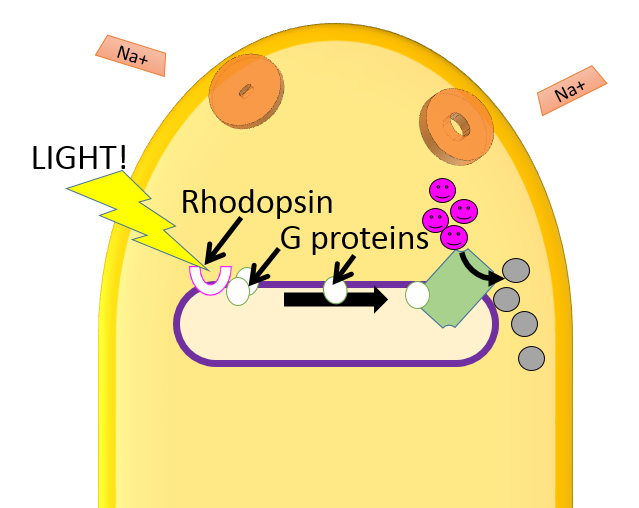 top of a rod cell showing open Na+ channels in the membrane, second messengers attached to them, and a vesicle with rhodopsin, G protein and enzyme.