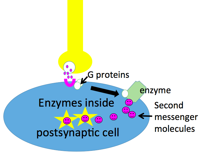 cartoon of second messenger system