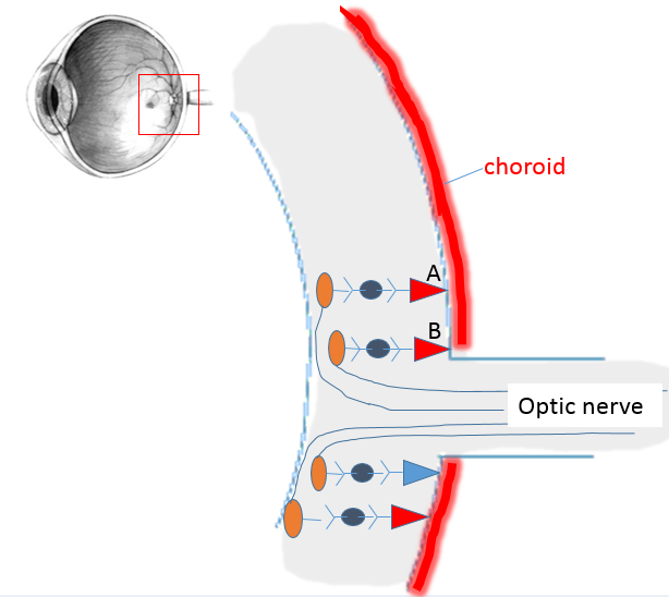 section through retina showing four cones, with bipolar and ganglion cells. One red cone is labeled A and the red cone next to it is labeled B.