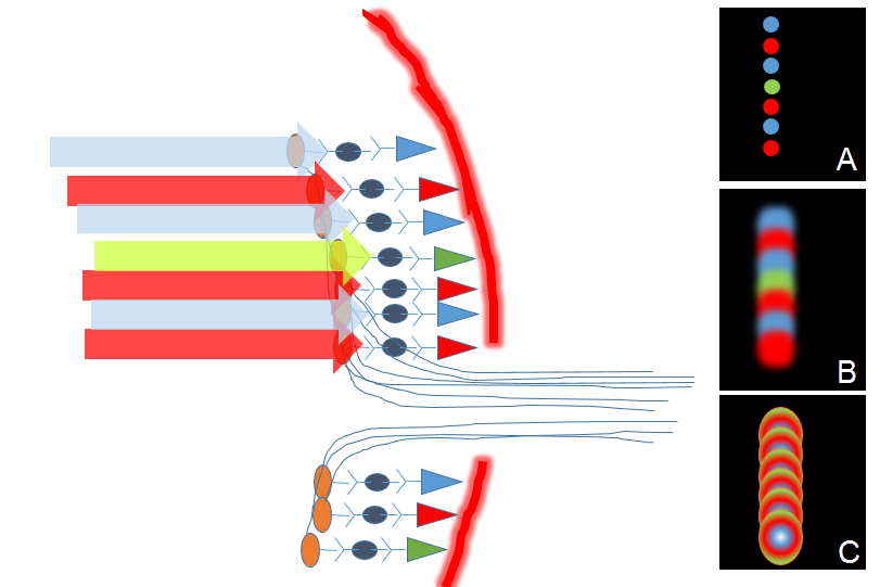 section through retina showing light hitting several cones. Answer A shows sharp dots of color, some red, some green and some blue; B shows blurry dots of color; C shows large dots with multiple colors in each dot.