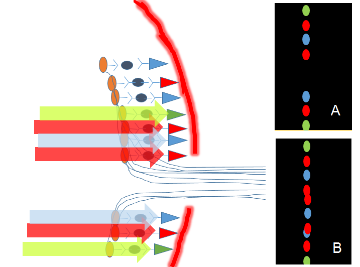 section through retina with light hitting cones above and below the optic nerve. In answer choice A the brain is seeing dots of light above the nerve and below, with nothing in the area of the nerve. In choice B, the brain is seeing dots of light through the whole visual field.