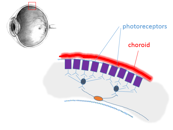 section through upper side of retina with several purple rod-shaped cells, each group of them attached to one bipolar cell and both bipolar cells attached to one ganglion cell.