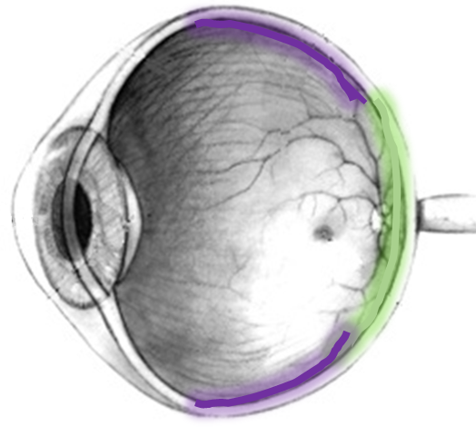 cross section of eye with cones in the back colored green and rods around the middle colored purple.