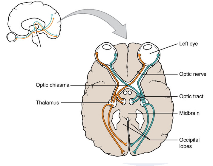 diagram of optic tracts, showing that fibers from the nasal side of each retina cross to the opposite side of the brain while fibers from the lateral side of each retina go straight back to the same side of the brain.