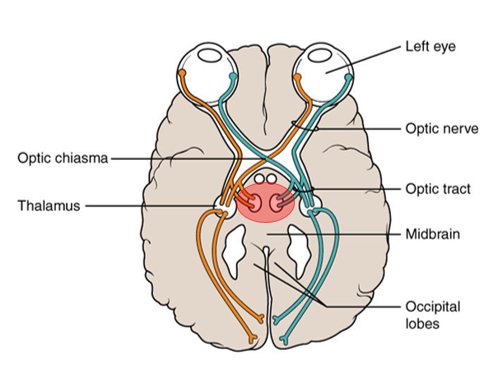 diagram of optic tracts, showing that fibers from the nasal side of each retina cross to the opposite side of the brain while fibers from the lateral side of each retina go straight back to the same side of the brain. both eyes are looking at an 'E' to the right.