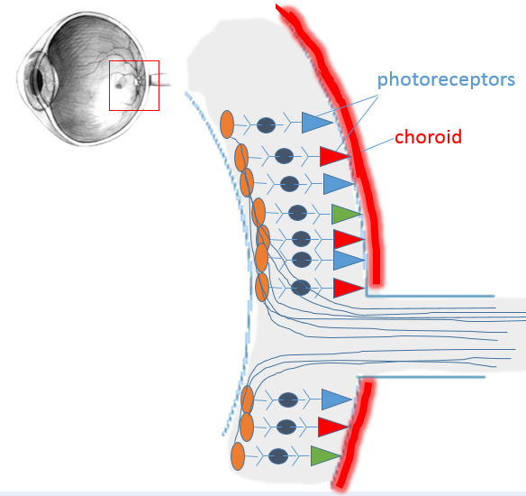 section through retina showing triangular retinal cells and axons leaving the back of the eye via the optic nerve.