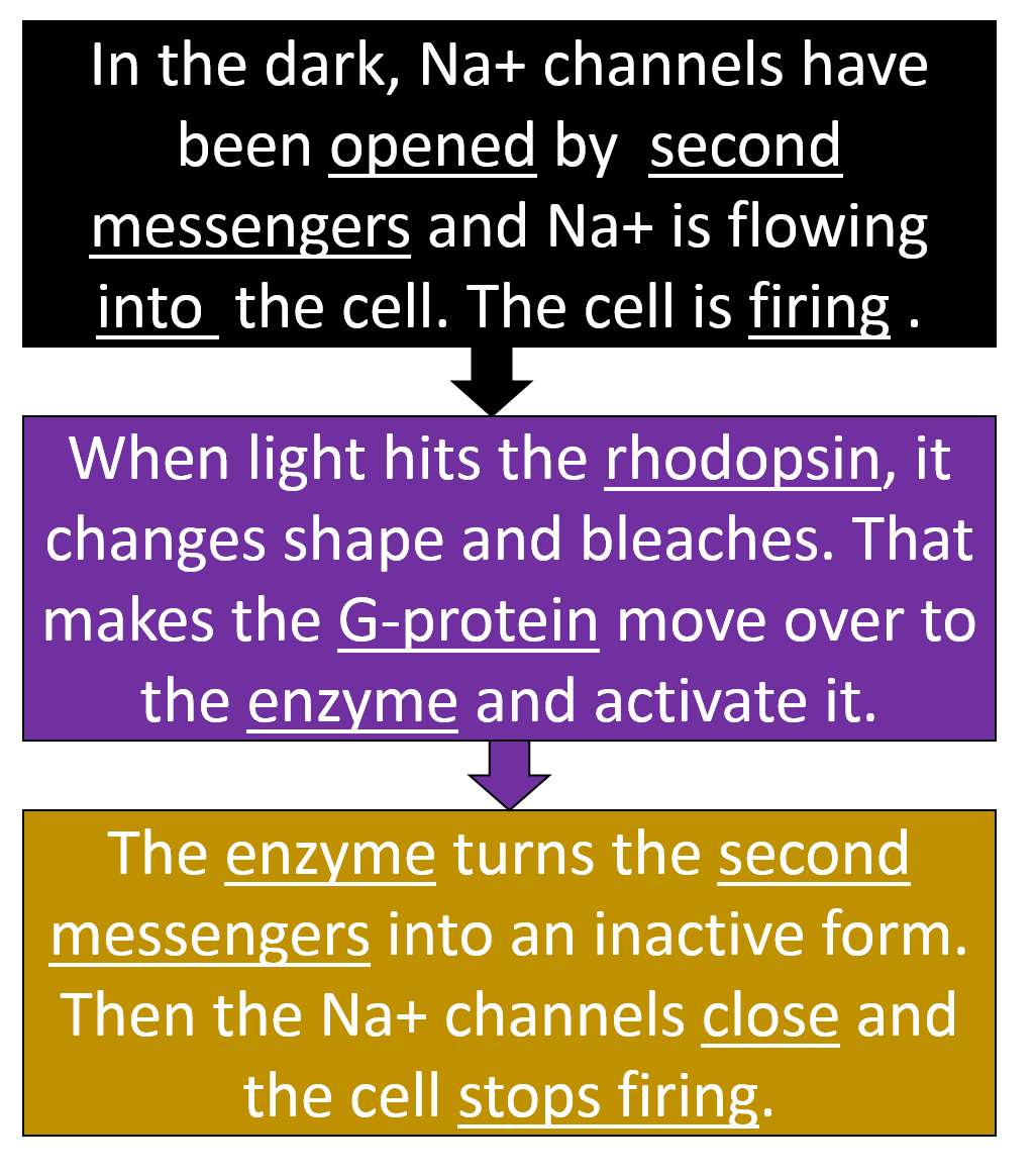 flow chart of how a photoreceptor fires.